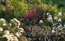 适合北方花友的八种低维护多年生宿根植物，粗养仍能每年花开旺盛