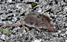 世界最小兽类再现北京！千万别捉