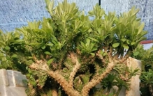 以我10年养花经验，分享8种大型绿植，树大好招财，喜阴又好养！