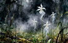 『兰花·亿年演化的植物精灵』