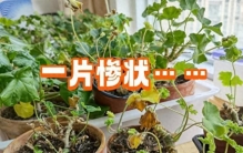 养花30年，我淘汰了大半的花草，只留这7种，越养越上瘾！