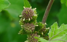 苍耳：恶草还是良药？这都不重要，还是先来解剖一下花果看看吧