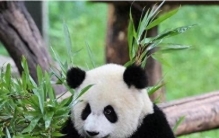 中国十大国宝动物