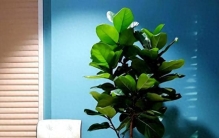 5种 “霸气大绿植” 太适合客厅！有空地摆一盆，档次拉满还利健康