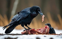 人类史上最黑暗时代？靠食腐肉为生，却加速人类进化求生之路