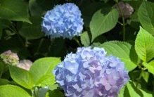 庭院设计师的“私藏植物清单”  10种低维护高颜值的懒人植物！