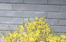 连翘养成记：从“植物杀手”到“金花大亨”的逆袭之路