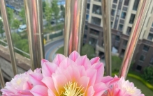 一款没啥缺点的仙人球，花径15厘米，又美又香，每年重复开花多次