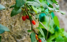 它是懂得中庸之道，懂得岁月风情的植物