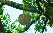 记者手记丨榴莲老饕如何“速通”马来西亚榴莲季