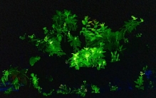 最亮自发光植物亮相广州园博会！科幻电影《阿凡达》中的奇幻场景来了