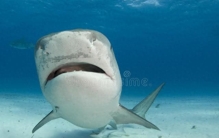 【海洋动物之最系列】最危险的动物②：虎鲨