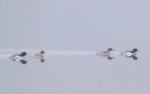 历年之最！四川今年记录到43只极度濒危野生动物中华秋沙鸭