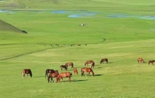 草原上难见大树？3个“自然枷锁”，锁住了植物的长高密码