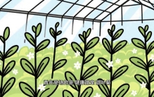 世界上最甜的植物