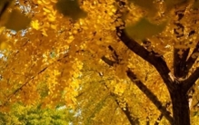 一叶知秋！2025年石家庄市城区赏秋指南来啦 这些地方别错过