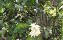 世界上最小的鸟？