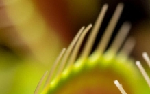 植物王国中五位深藏不露的“智慧大师”