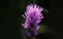 初秋信使，坚韧热烈——蛇鞭菊