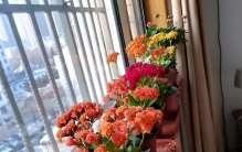 生活中3种繁殖快的花卉植物，往盆里插上一片叶就能快速爆满盆