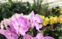 立冬前后，花草进入了慢生活状态，阳台花卉火了起来