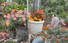 有种优秀的“冷门”植物，漂亮又好养：因名字奇怪，很少人知道