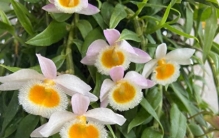 女子“1棵石斛兰养6年，花开花落都好美”，网友：木棍花树，绝了