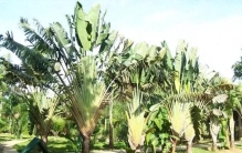 涨知识啦！盘点身边的“植物之最”→