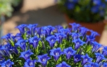 蓝色植物“天花板”，比蓝天还蓝，颜值高，耐热耐寒，南北都能养