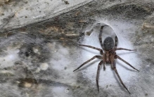 科学家发现世界最大蜘蛛网，约106平方米，相当于一套三居室，“住户”超过11.1万