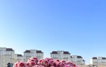 有种找不出“缺点”的花，美可比牡丹，耐热又耐寒，花比叶还多！