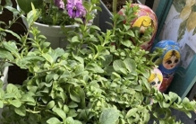 7种“剪了就爆花”的植物！越剪越旺，不剪只长叶不开花