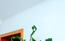 绿植界的“卷王”，可观赏，能食用，有手就能养，却混成冷门植物