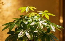 九花聚财，家居风水旺！你知道哪9种植物最吉祥吗？