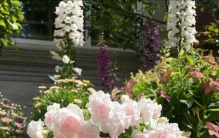 有种“零差评”植物，颜值拉满，四季绽放，打理简单，养过的都夸