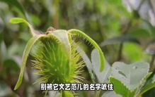 金樱子养成记：从“植物杀手”到“阳台霸主”的逆袭之路