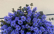 “8大”地被植物，耐热耐寒，种一次就泛滥，值得推荐