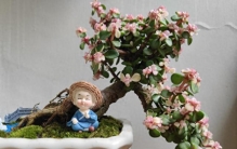 养金枝玉叶不能踩“3个坑”，照着养，枝叶肥厚油绿繁茂？