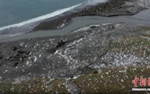 研究发现：世界最大南象海豹繁殖种群或因禽流感减半