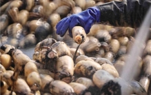 洪湖的藕、知识的画：百万中小达人，用专业重构双11