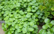 铜钱草长得太密了，就像一堆草，怎样快速分盆