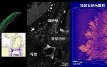 国运挡不住！我国科学家在植物中发现稀土成矿，欧美彻底慌了