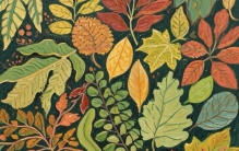 植物落叶之奥秘——最深的智慧，藏在看似寂静的凋零之中