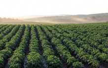 PNAS重磅发现！植物表皮突变率碾压生殖细胞，生存智慧藏不住了