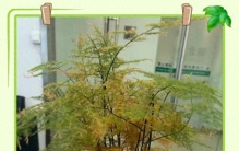 3种“最怕冷”绿植！降温赶紧搬进屋，低于这个温度就冻伤