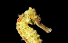 雄性怀孕—奇异的海洋生物，你知道吗？