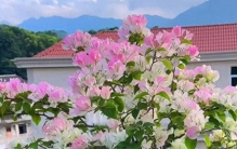 三角梅之最，每款都是爆花机器，你家里有吗？