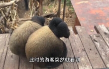 两个长相十分怪异的不明生物，紧紧的蜷缩着身体，在这里一...