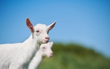 奶粉排行榜前10位品牌解析：乳业热门品牌评分与特点