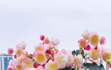 绿植界的“刘亦菲”，美丽到“犯规”，花期长，花友：好想拥有！